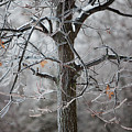 Ice Tree