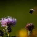 The Meadow